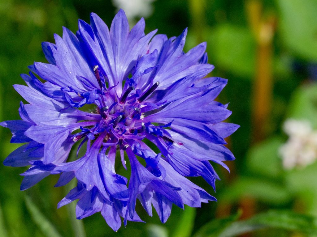 Auch noch sehr spät im Jahr ausgesäte Blumenwiesen