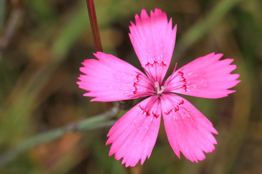 Die Blüten der HeideNelke (Dianthus deltoides) sind sehr