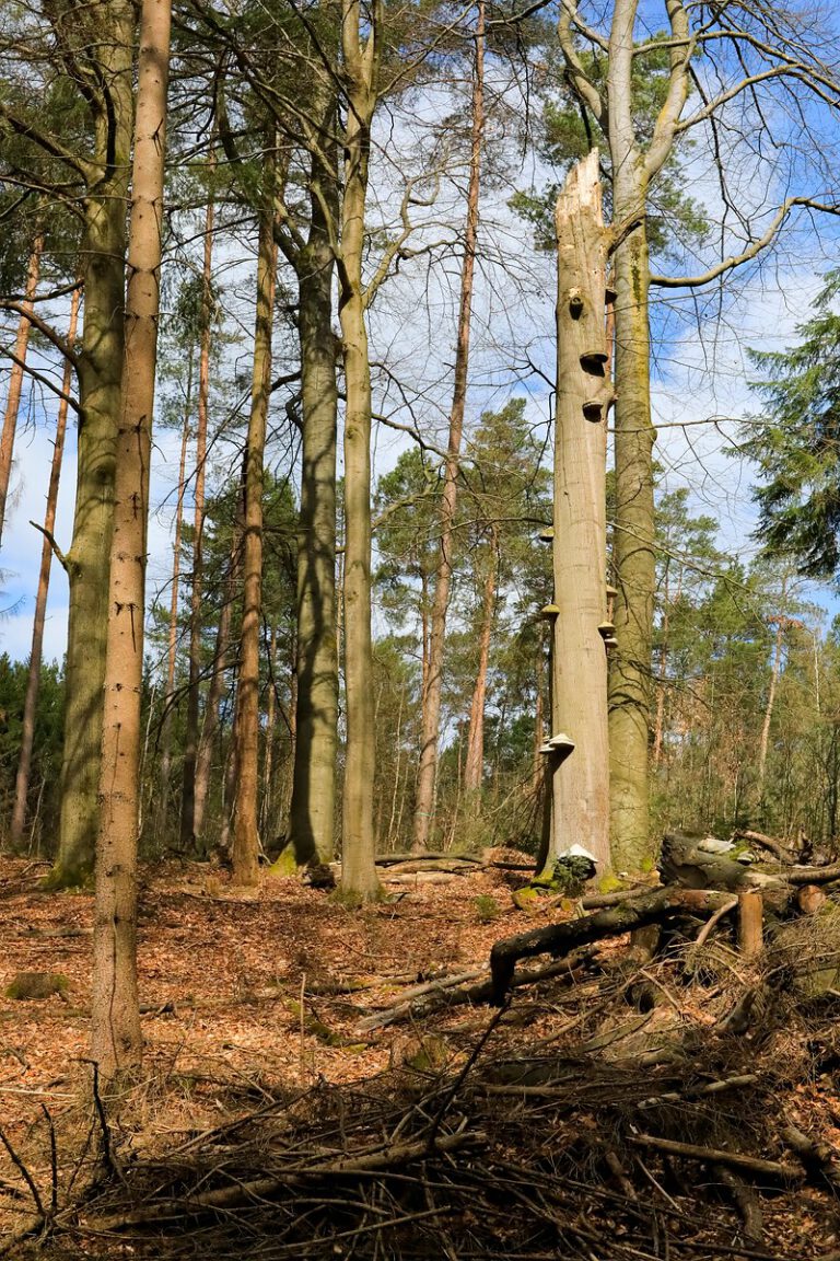 Hoher Fläming Impressionen einer Frühlingswanderung